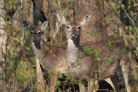 Whitetail deer doe standing in the woods with yearling shedding winter coat in early spring.