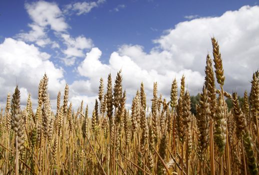 Golden wheat ready for harvest growing in a farm field under sky 