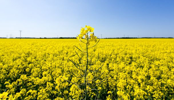 Flowers of the oilseed rape plant recede into the distance