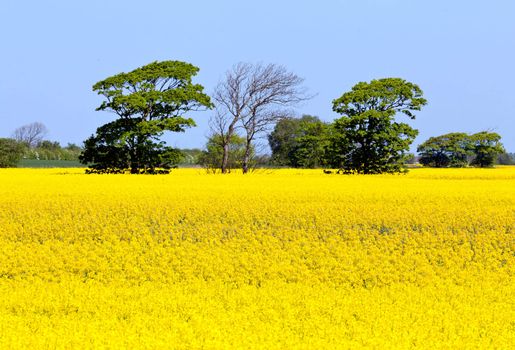 Flowers of the oilseed rape plant recede into the distance