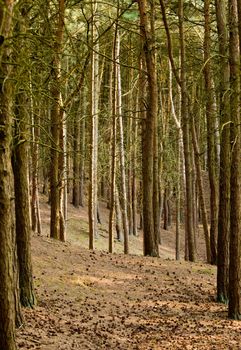 Straight trunks of pine trees in forest