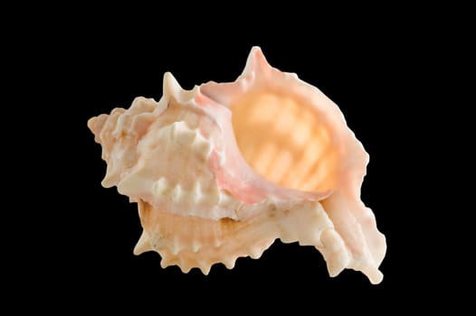 Sea shell isolated black background, clipping path available.