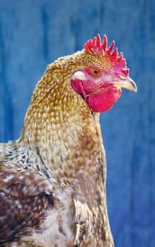 Closeup image of a hen against a blue wooden surface