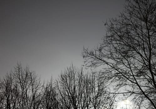 Backlight tree during a night of fog