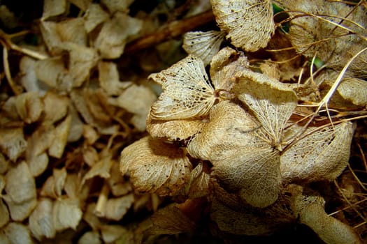 dried braun hortensia