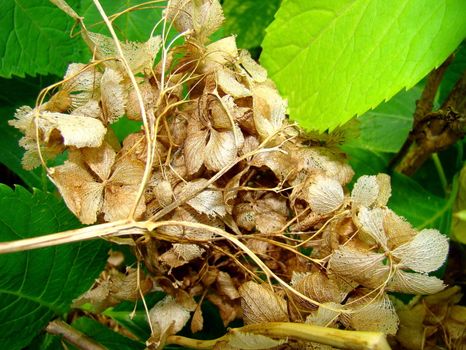 dried braun hortensia wtih green leaves