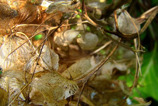 dried braun hortensia wtih green leaves