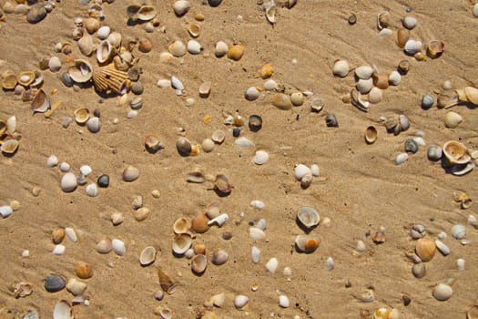 Small seashells over sand