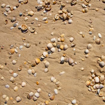 Small seashells over sand