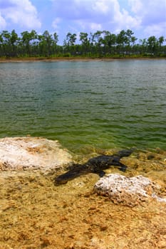 An American alligator rests in a clear pond at the Everglades National Park - Florida.