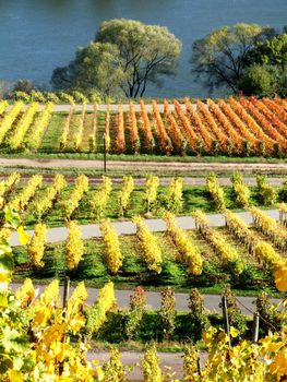 Herbst an der Mosel bei Reil