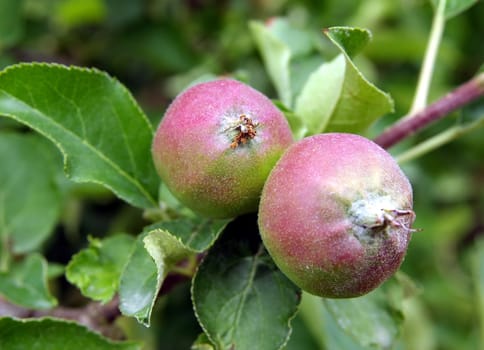 young immature apples