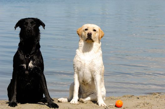 Old and a young dog by the sea