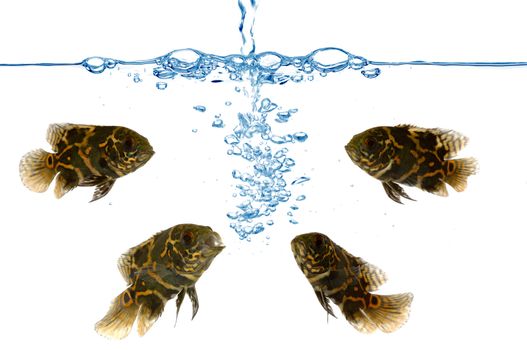 Fresh water is poured into an aquarium with oscar tiger fish.