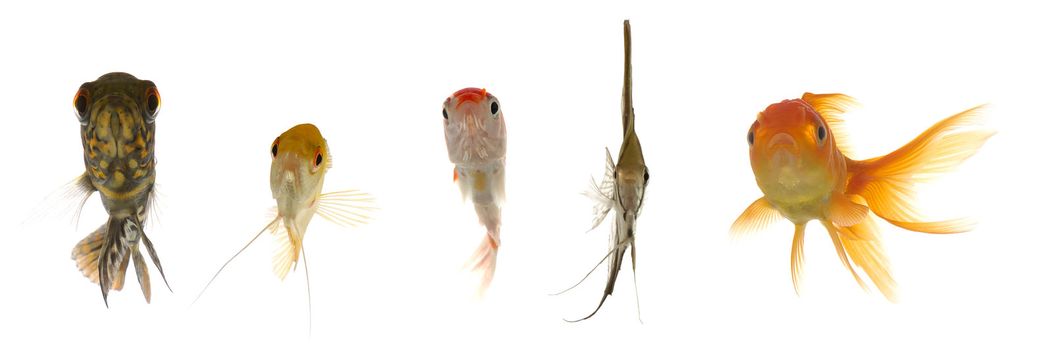 Five different fish are looking. Isolated on a clean white background