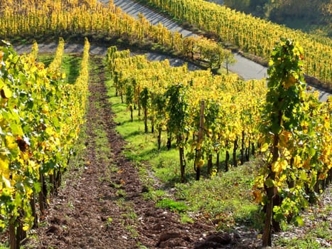 Ausnutzung jeder kleinsten Fläche im Weinbau