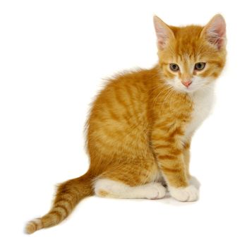 Red cat kitten is sitting on a white background