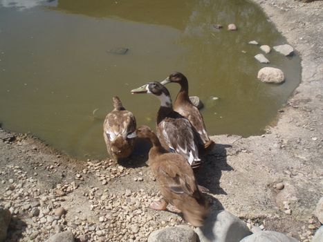 ducks