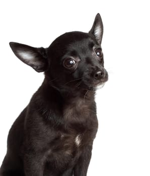 portrait of a cute chihuahua dog, white background