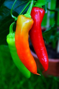 Red, orange and green chili peppers in the garden