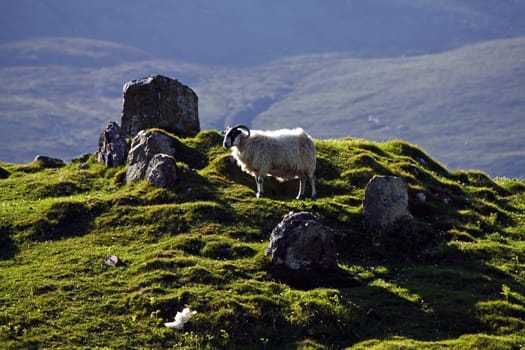 Sheep in a pasture on the Isle of Skye, Scotland.
