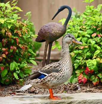 A duck standing in front of a bird statue framed by shrubs.
