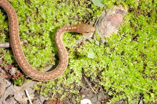 A garter snake on the floor of a woods.