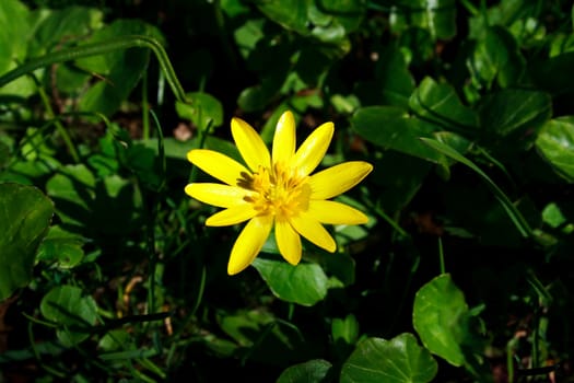 yellow flower on the green grass background