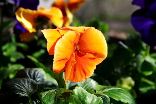 orange flower on the green grass background