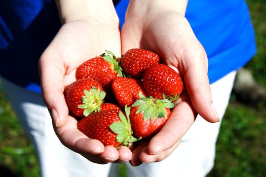 Strawberries in hands photo illustration in the yard