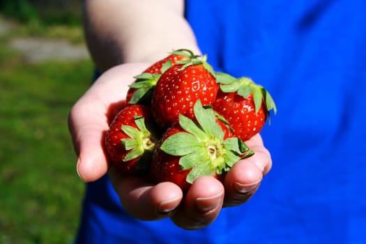Strawberries in hand photo illustration in the yard