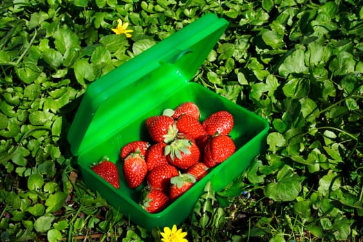 fresh strawberries in the green box on the ground