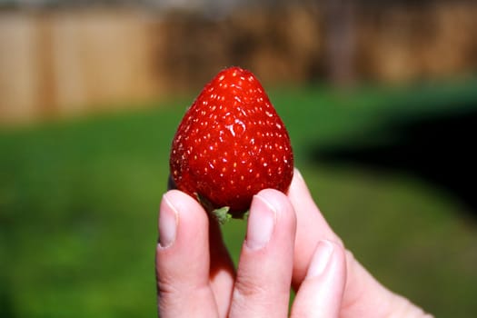 Fresh strawberry in hand on the green background