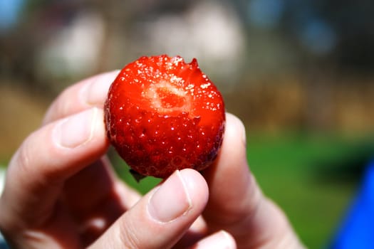 Fresh strawberry in hand on the green background