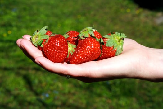 Fresh strawberries in hands on the green background