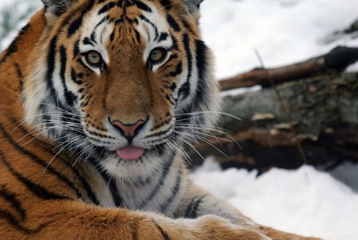 Close-up picture of a Siberian Tiger on a cold Winter day