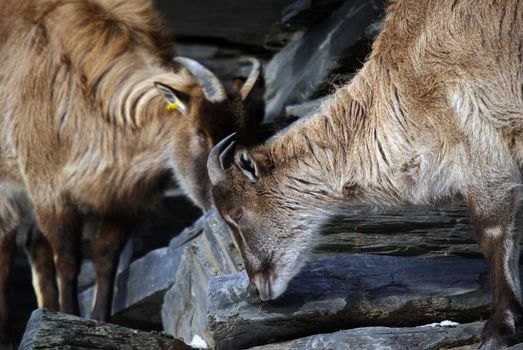 Two Himalayan Tahr in a mountain environment