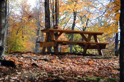Picture of a picnic table in a forest during the autumn season