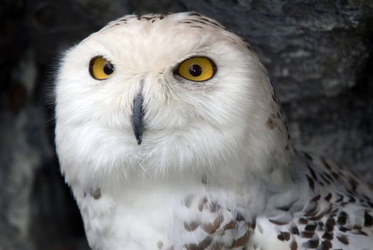 Close up portrait of a beautiful snowy owl