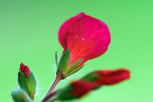 Closeup picture of some red flowers blooming