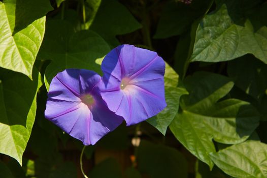 Two violet blue morning glory blossoms against softer focus green leaves