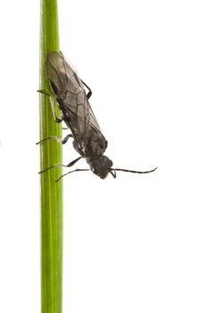 Single fly on a straw with white background