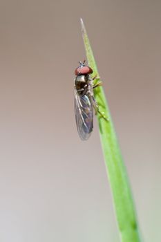 Platycheirus fly on green straw