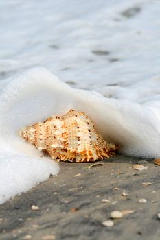 A beautiful giant sea shell at a beach