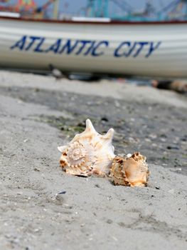 beautiful giant seashells