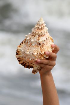 A beautiful giant sea shell at a beach