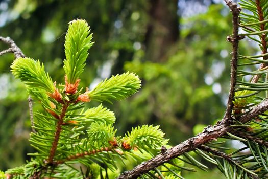 Fir tree bud in spring