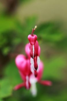 Bleeding Heart with selective focus on flower in front with extreme shallow depth of field. 
