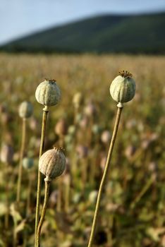 Detail view of three poppyheads with blurred poppy field in background