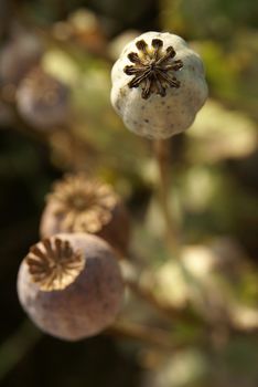 Detailed top view of poppyhead in poppyfield